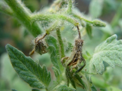 种植的番茄畸形果多缺什么元素,番茄果长畸形什么原因