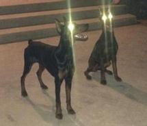 擦亮你的钛合金狗眼，实战下款47款网贷口子