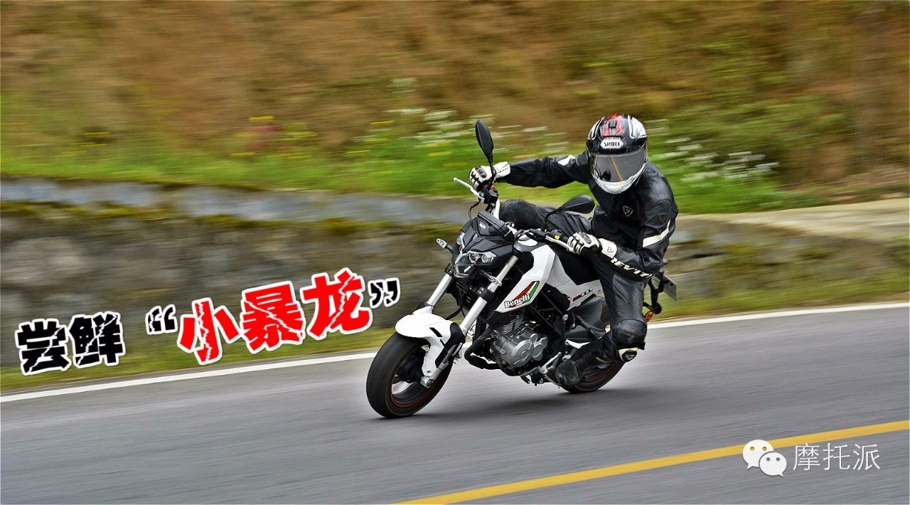 贝纳利小暴龙暴力吗,贝纳利小暴龙最详细的介绍