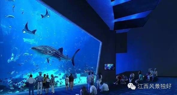 南昌万达海洋乐园在哪里,南昌万达海洋乐园主题公园