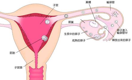 女人没有卵巢会怎样?是不是就不是女人了?