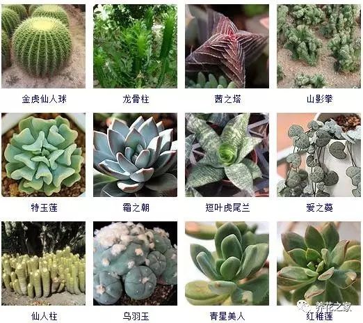 八种常见的多肉植物,215个多肉植物样子