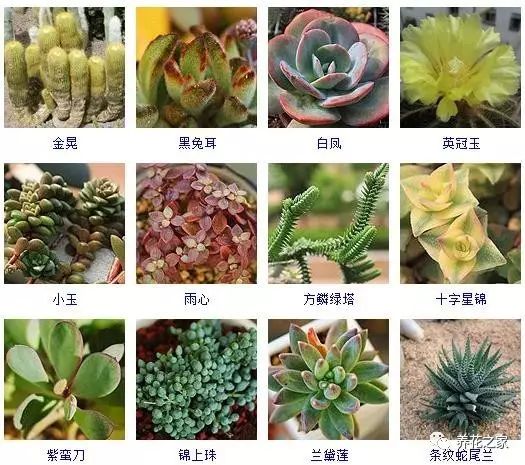 八种常见的多肉植物,215个多肉植物样子