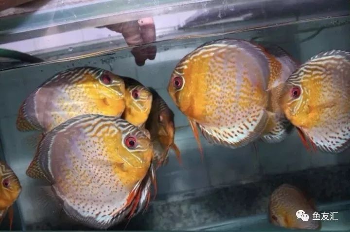 野彩和家彩的饲养区别,野彩到底好不好养