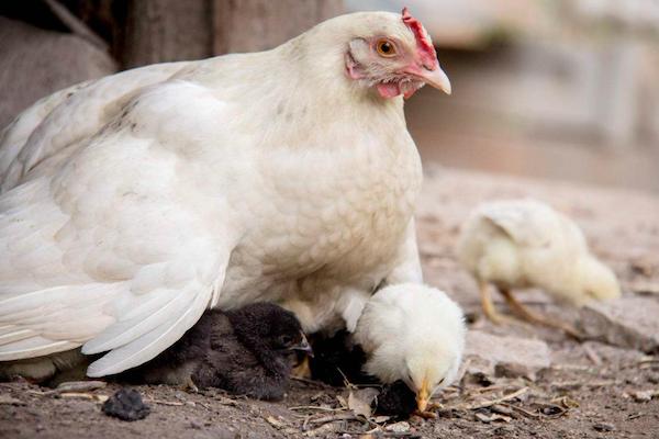 家里面没有火炕如何孵小鸡,火炕孵小鸡的技术与方法