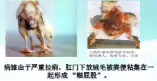 大肠杆菌的分类,大肠杆菌分类方法