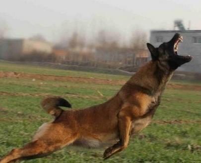 一个多月的狗狗流鼻涕怎么办,3个月狗狗流鼻涕怎么办