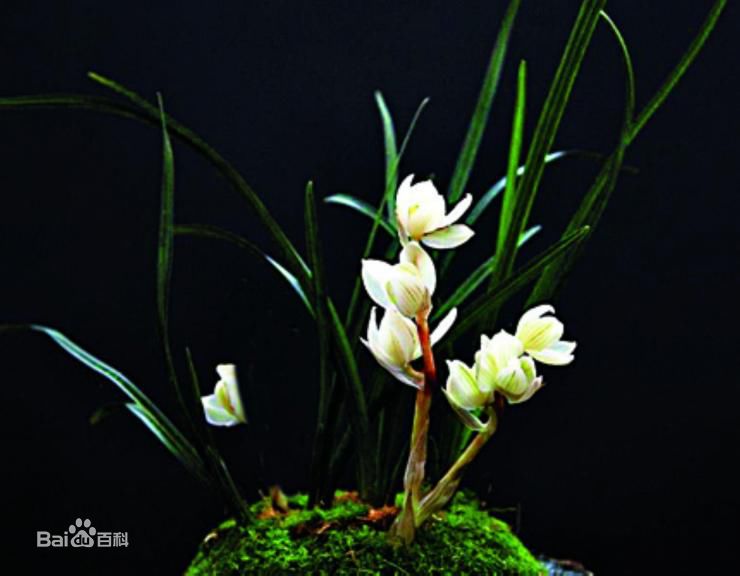 贵州省最名贵十种兰花,最名贵十种兰花剑阳蝶