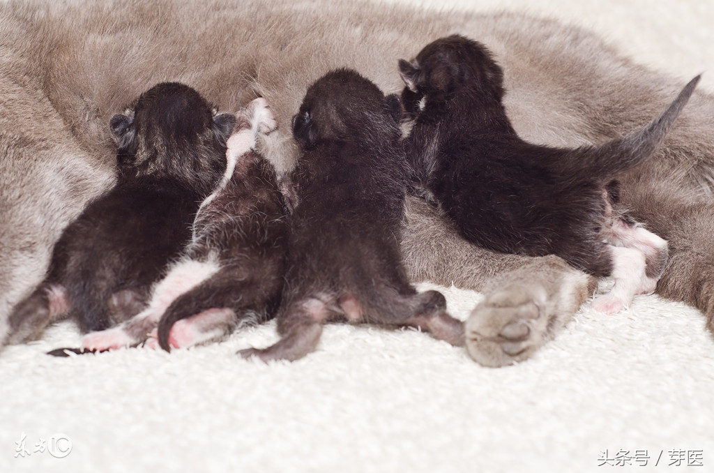 哺乳期发现腋下流乳汁，该拿这个副乳怎么办？