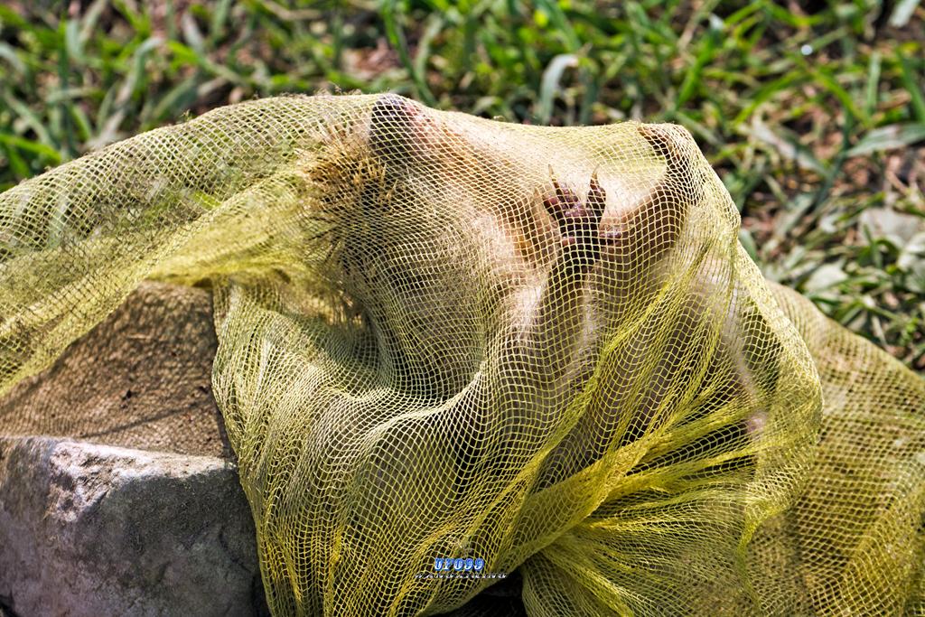 东北五仙刺猬报恩,刺猬仙报恩故事大全