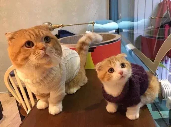 网友家的猫坐键盘上，偶然竟打出这几个字，可以说，细思极恐了！