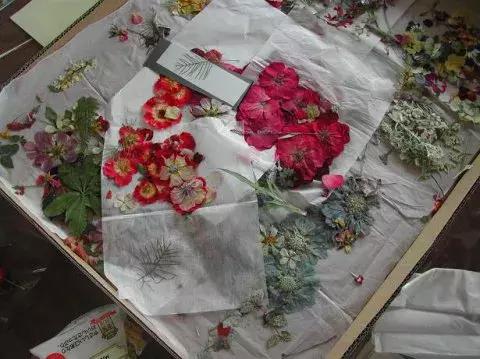 怎么把鲜花做成标本不会枯萎,透明树脂胶怎么制作鲜花标本