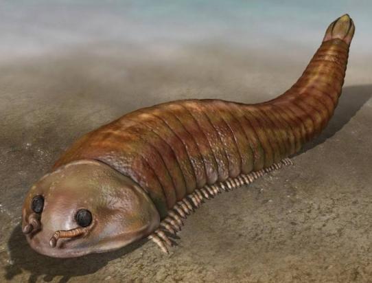 寒武纪有哪些奇怪的生物,寒武纪生物大爆发最主要特征