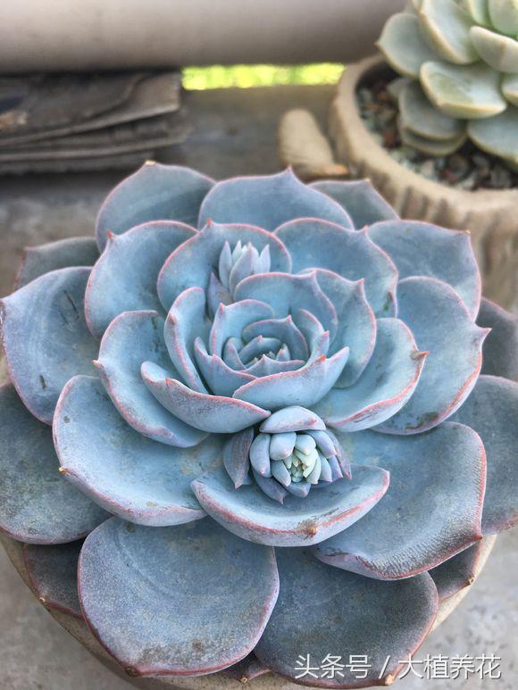 蓝石莲多次砍头要不要剥叶子,蓝石莲砍头爆崽的图片