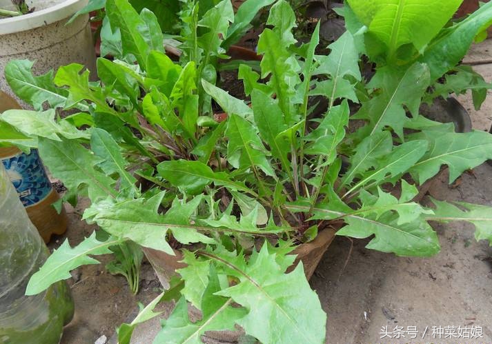 蒲公英家庭庭院种植方法,蒲公英在家里的种植方法