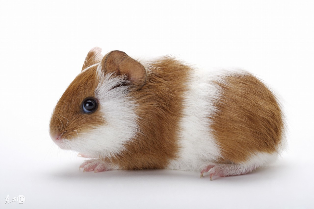 仓鼠心情不好与生病的判别方法留意便便最直接