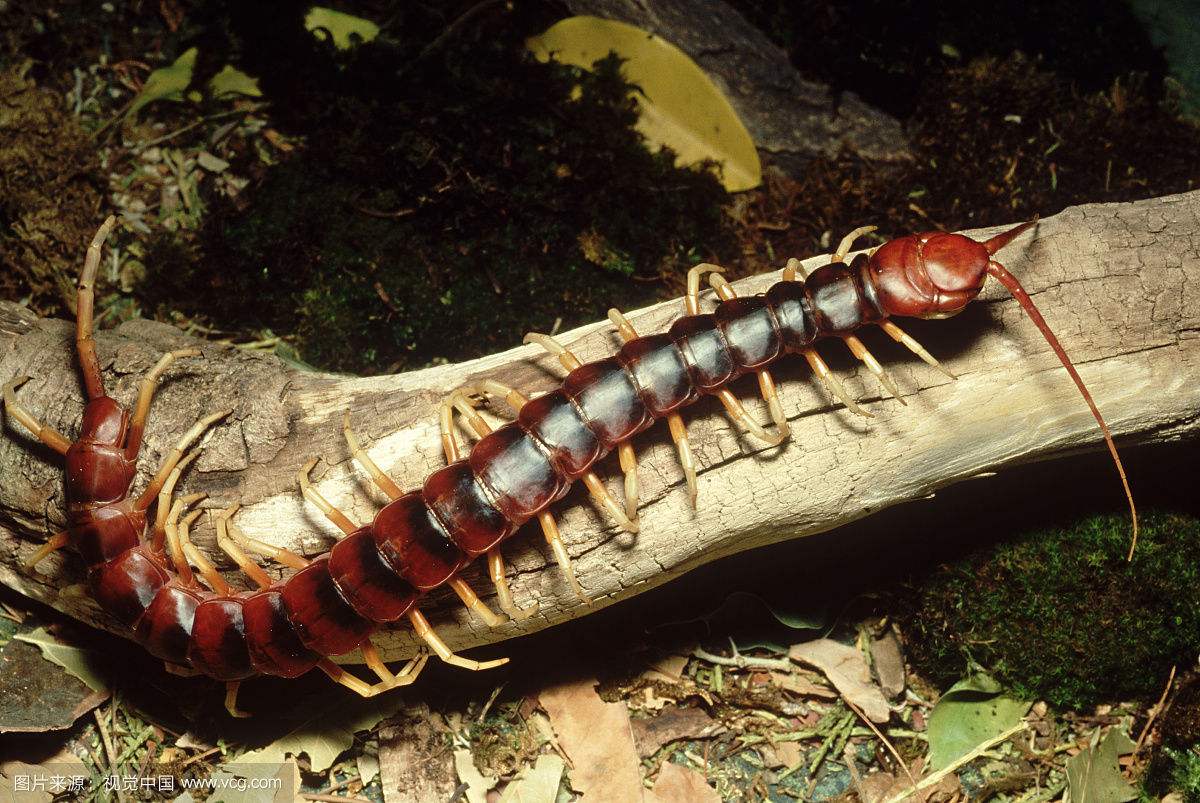 诱捕蜈蚣剂的配方和使用方法,蜈蚣诱捕技术