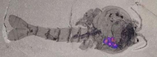 寒武纪有哪些奇怪的生物,寒武纪生物大爆发最主要特征