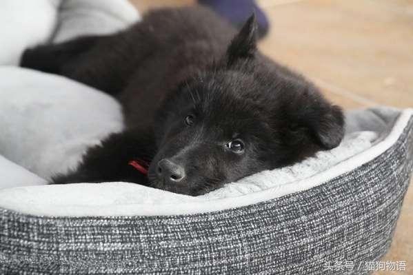 狗狗抽搐呕吐什么原因,狗狗老呕吐是什么原因