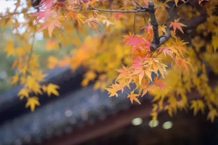 罗莱夏朵杭州紫萱度假村团购,杭州罗莱夏朵酒店日式餐厅