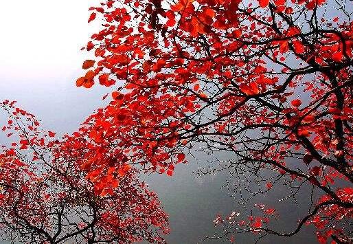 红叶满渝！麻将之余不如带上妹儿共赴巫山耍下！