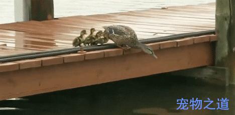 鸭子教小鸭子潜水,鸭子教小鸭子游泳