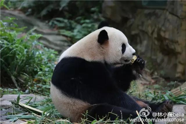 广州长隆亲子游最省钱攻略,广州长隆亲子游最全游玩攻略