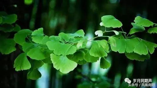 【岁月同期声】侠客梦·少林行