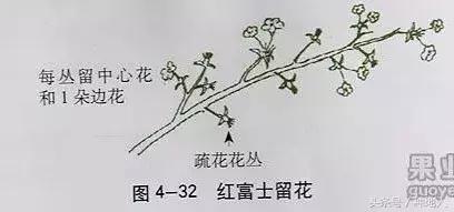 桃树傻瓜式修剪技术,汪景彦傻瓜式修剪详解