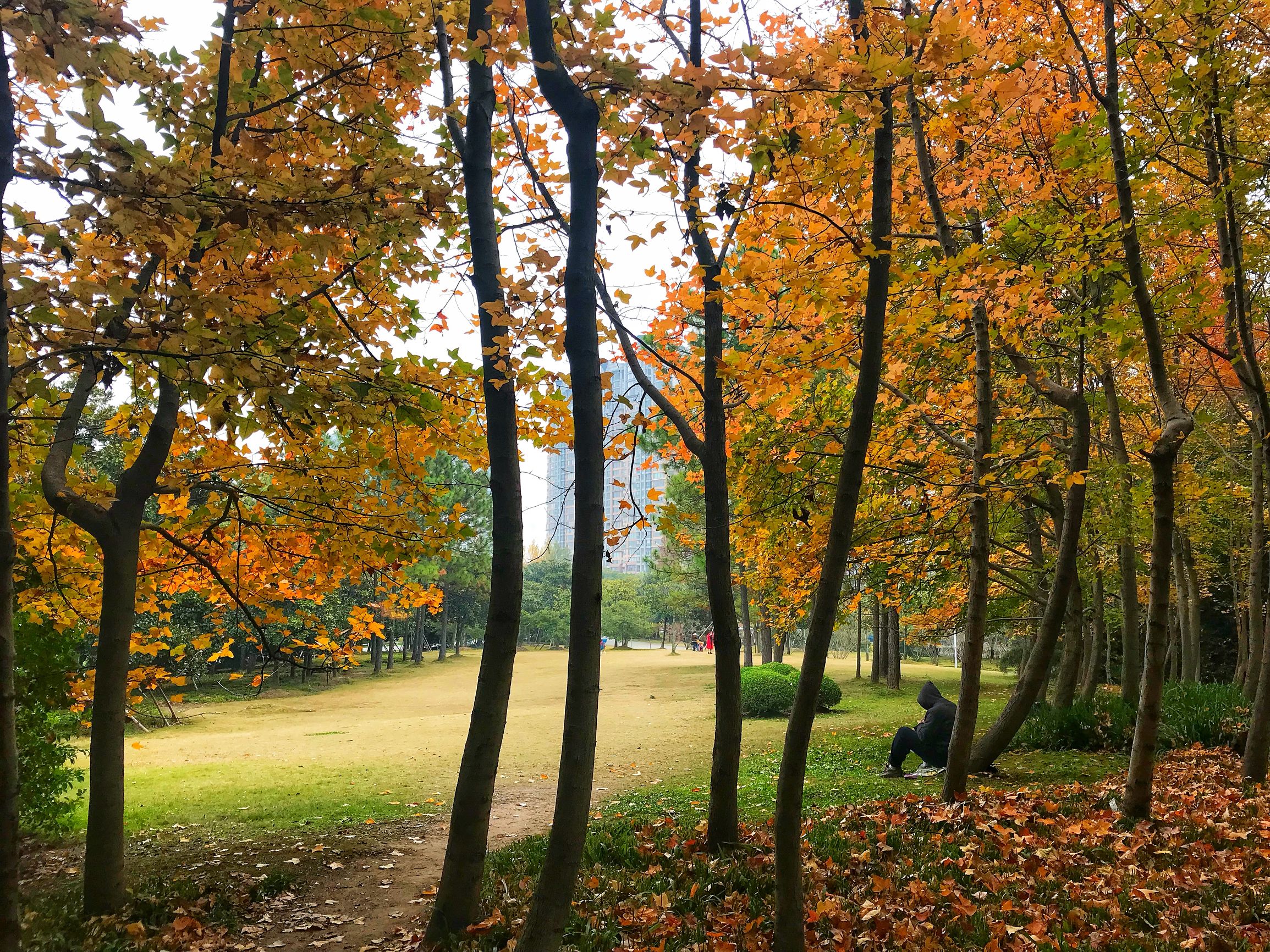 上海浦东世纪公园秋季,上海浦东新区世纪公园