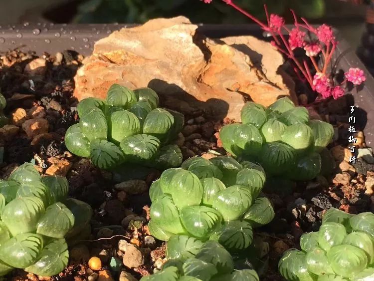 家有3姐妹,家有三姐妹好幸福