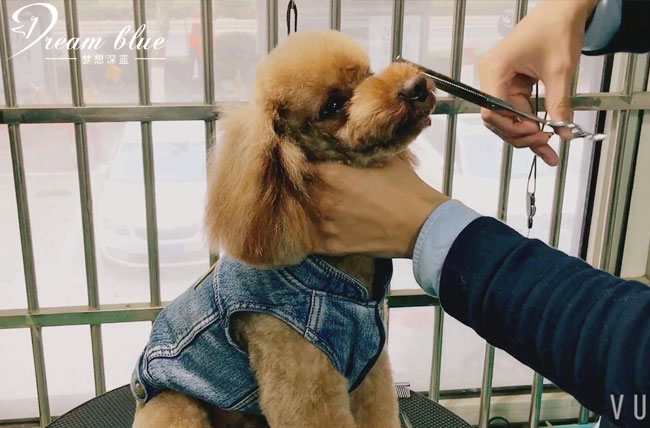 手把手教宠物美容,自己在家做个宠物美容怎么样
