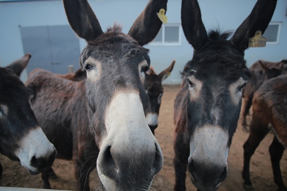 驴的消化系统示意图,驴的消化器官