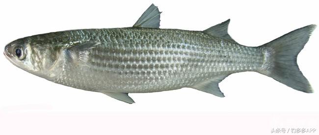一年四季都可以钓的鱼种,一年四季可钓的鱼种
