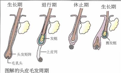 脱发的悲哀：美和丑只差一撮头发的距离！权威教你如何防脱发生发