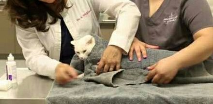 猫咪有眼屎不精神怎么回事,猫咪有眼屎泪痕不擦的话会怎么办