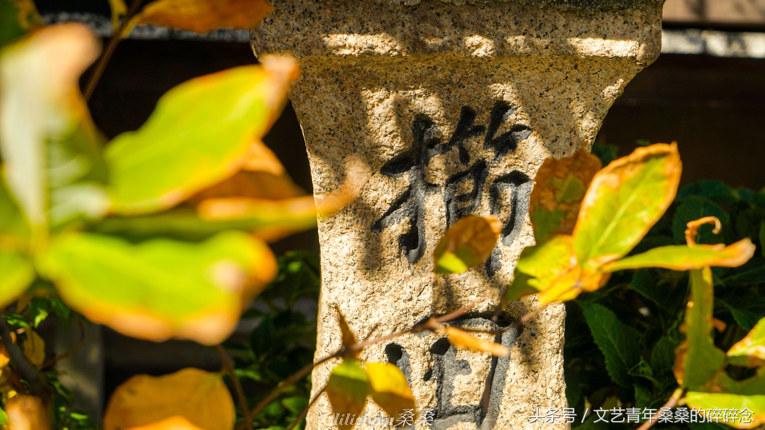 诺唯真邮轮喜悦号攻略,诺维真喜悦号日本游