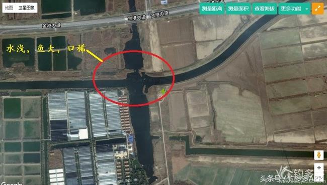 一年四季都可以钓的鱼种,一年四季可钓的鱼种