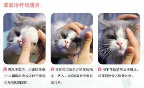 这都不知道，还敢说你会养猫？