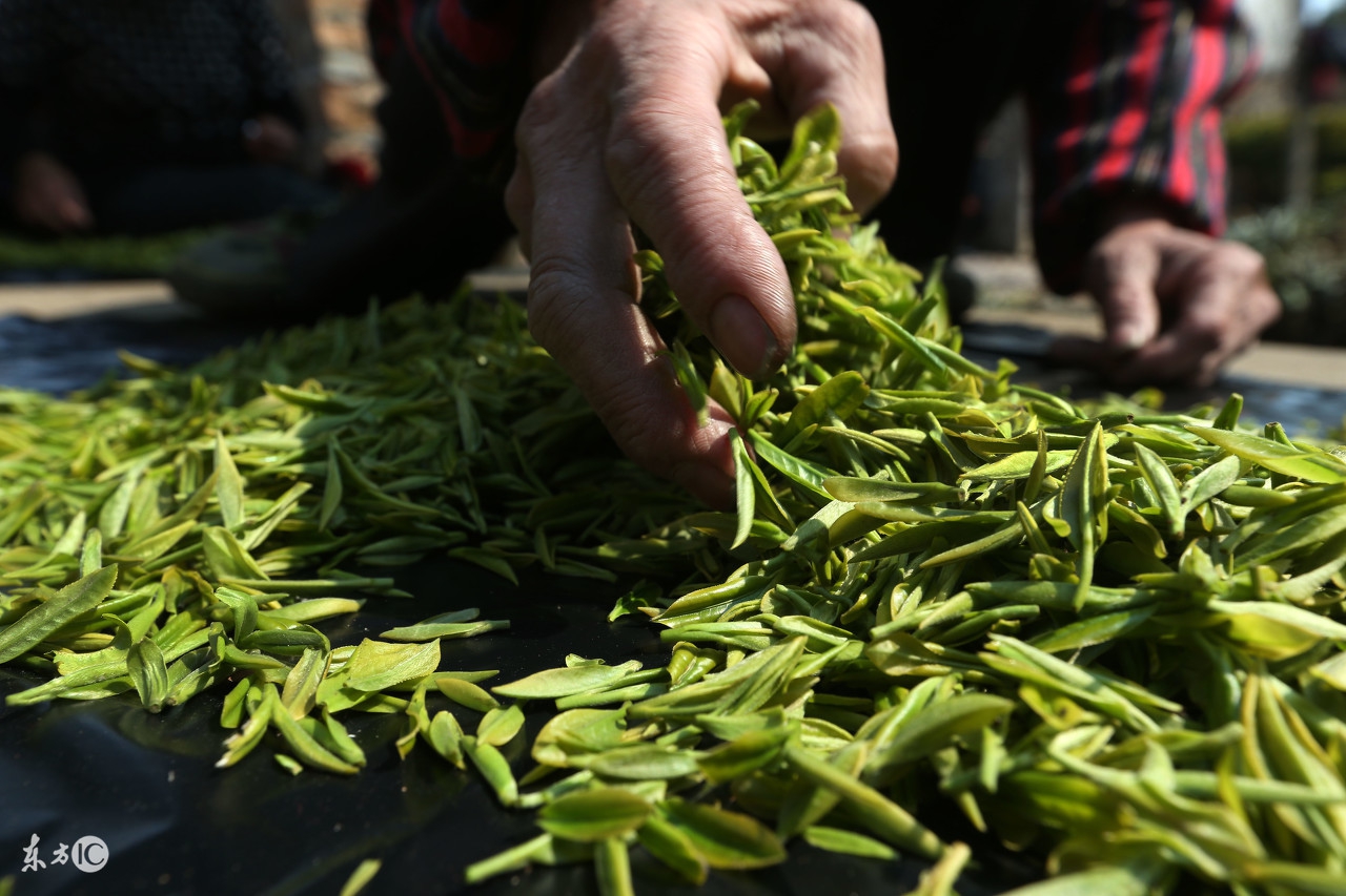 绿茶最忌讳的三种人喝,绿茶十大禁忌