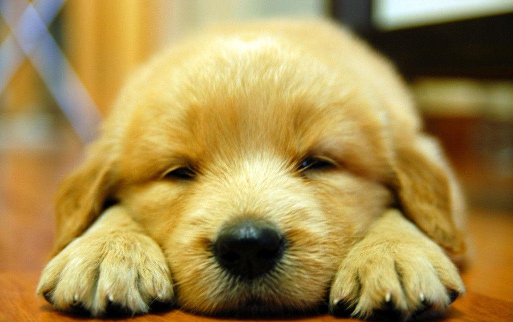 路遇恶狗该怎么做,路遇恶狗如何救人