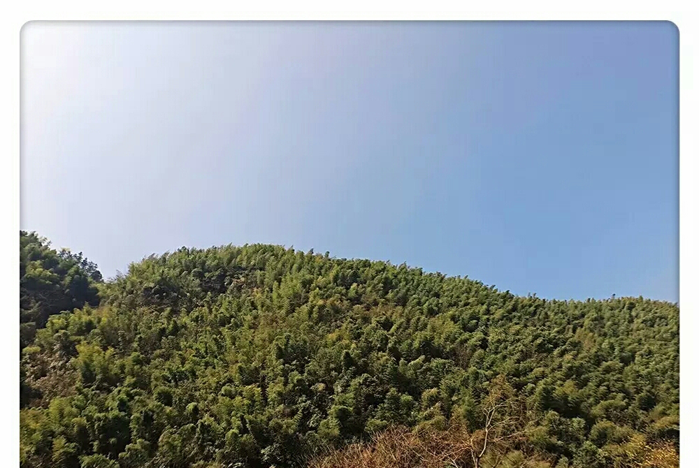 高山生态养殖石蛙,石蛙养殖海拔