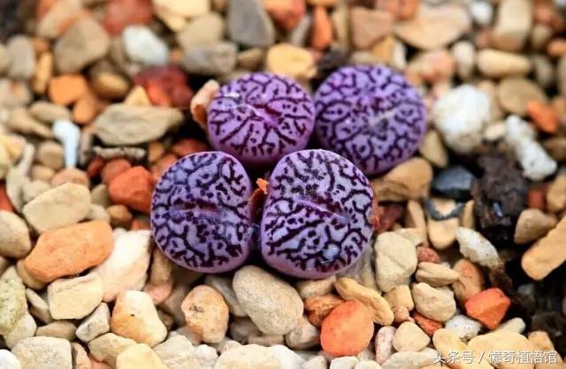 那些年，让*欲人**罢不能的屁屁！美呆了！