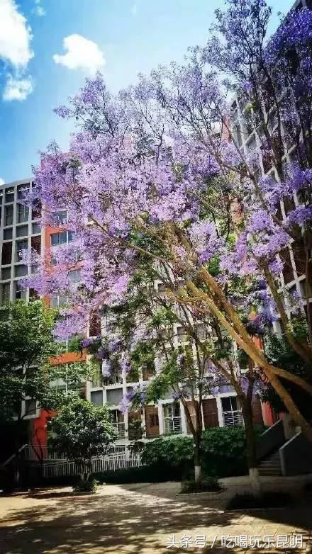 昆十怎么样,昆十中教学质量如何