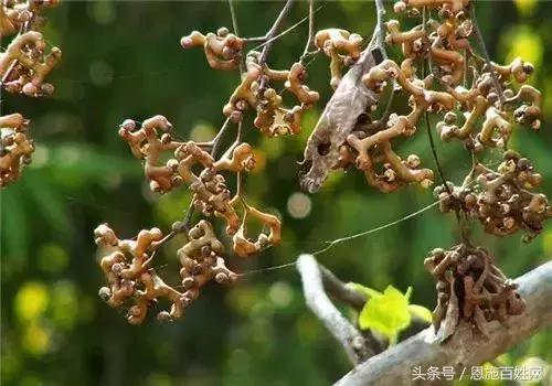 恩施山里野果小时候的味道,恩施野果大全