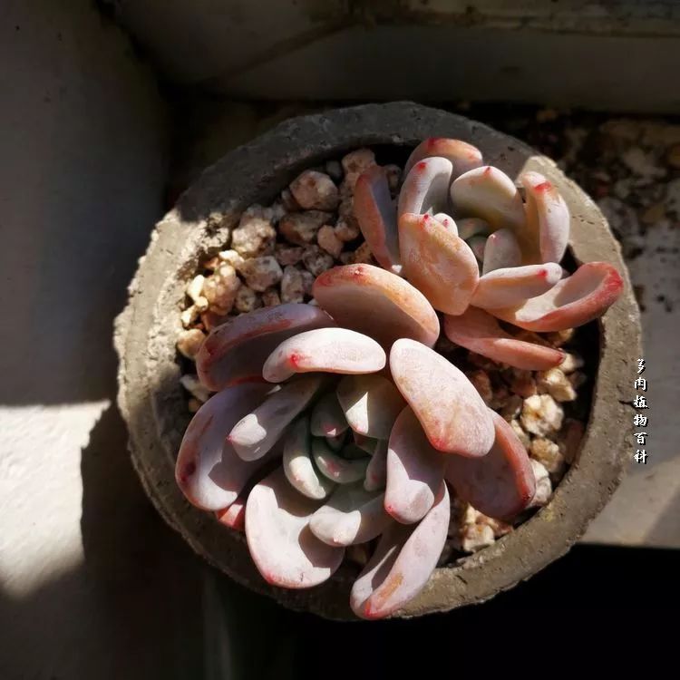 与多肉作伴,与多肉相伴的视频