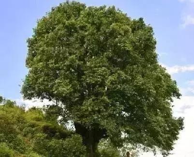 多彩的西双版纳,多彩云南版纳