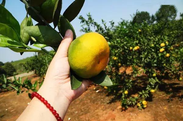 武汉市东西湖区柑橘采摘园,武汉采摘园橘子