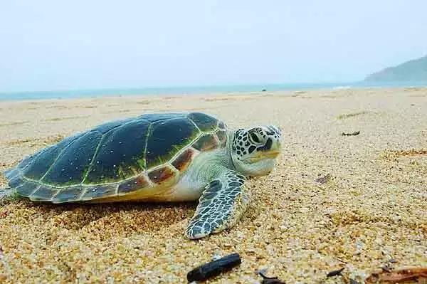 深圳亲子酒店攻略,深圳周边游亲子游玩推荐