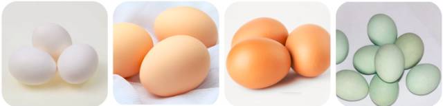 土鸡蛋怎样选,土鸡蛋洋鸡蛋哪种鸡蛋会更好